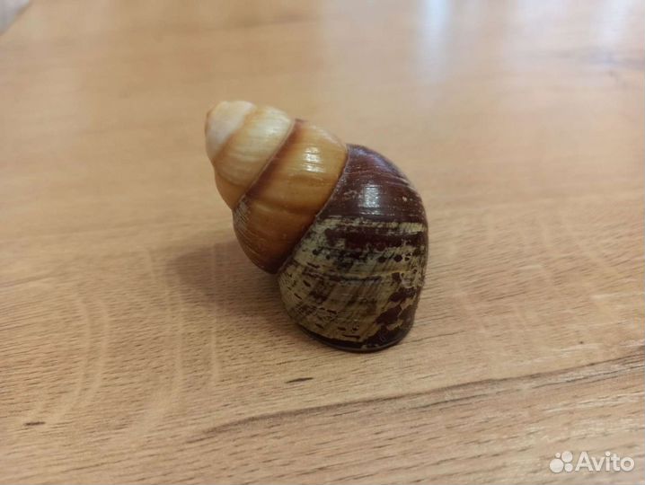 Морская раковина