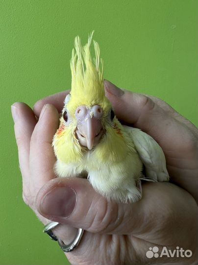 Ручные жёлтые Птенчики Корелл