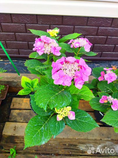 Гортензия саженцы