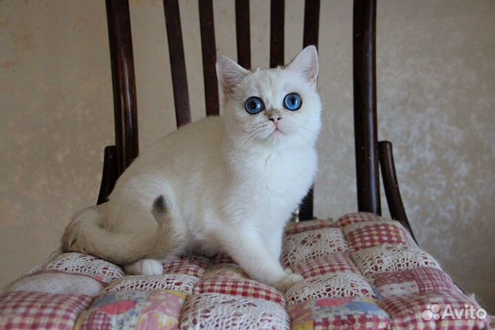 Ириска - золотистая шиншилла-пойнт кошечка