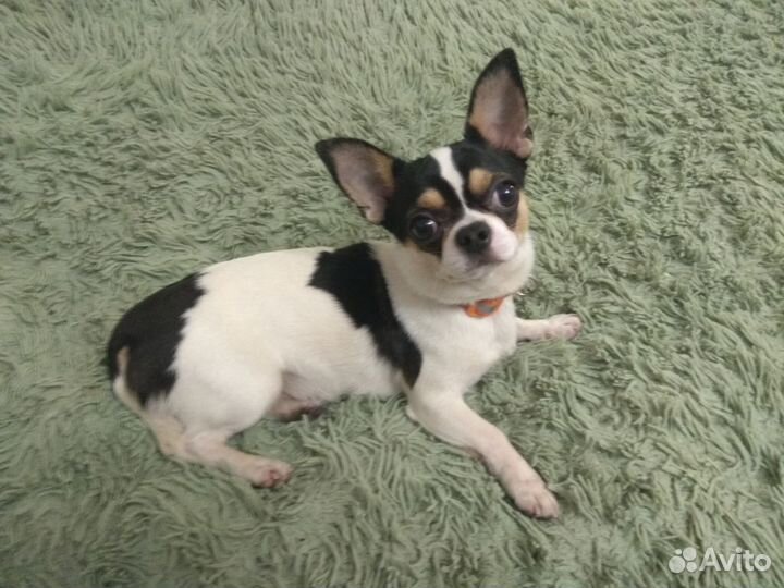 Зоогостиница/Передержка Пушкин, Шушары, Славянка