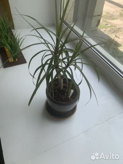 Пальма драцена