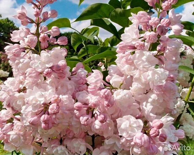 Сирень Красавица Москвы, штамб