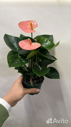 Антуриум микс