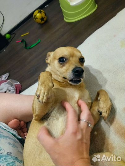 Отдам в добрые руки