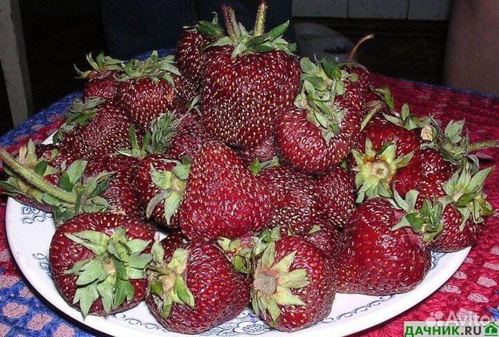 Рассада Клубники Чёрный принц