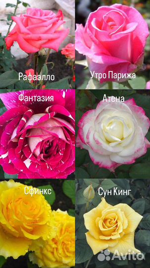 Роза на высадку