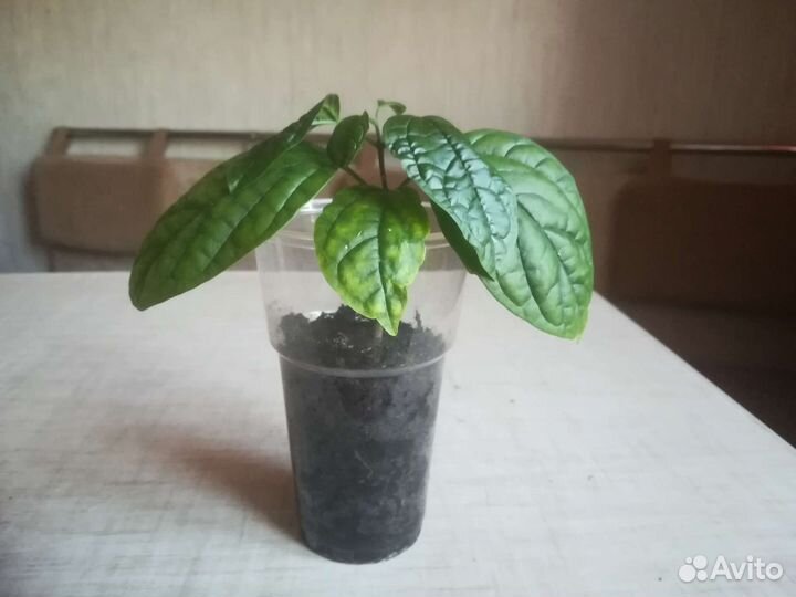 Клеродендрум Томпсон