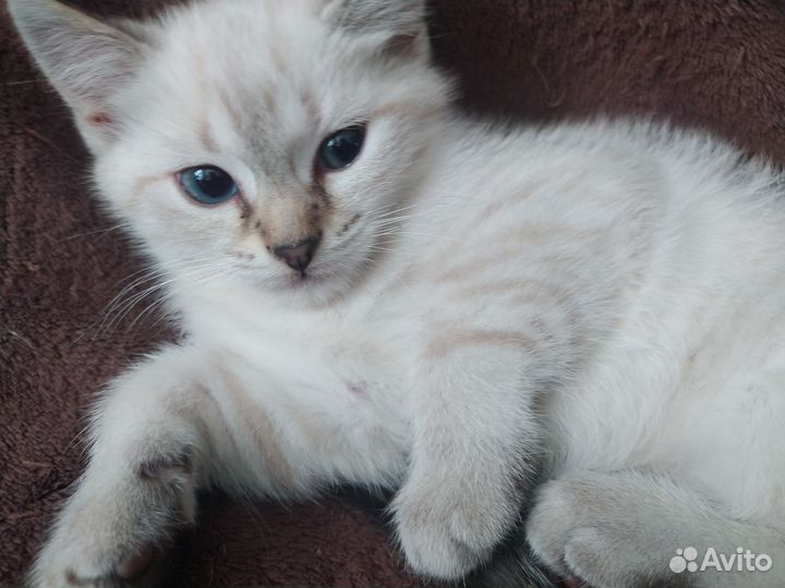 Тайские котята