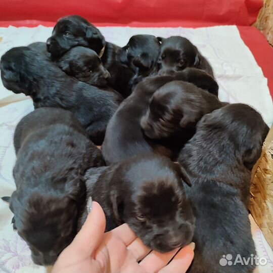 Щенки Лабрадора черные