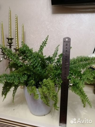 Папоротник нефролепис