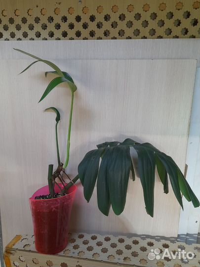 Рафидофора декурсива