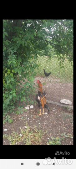 Бойцовые петухи и цыплята