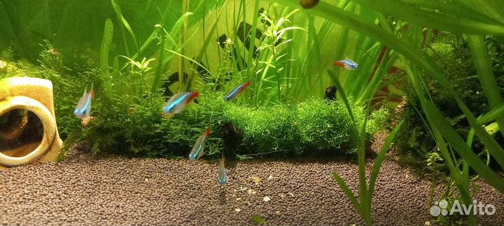 Аквариум 30 л полностью действующий