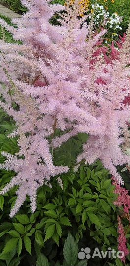 Астильба саженцы