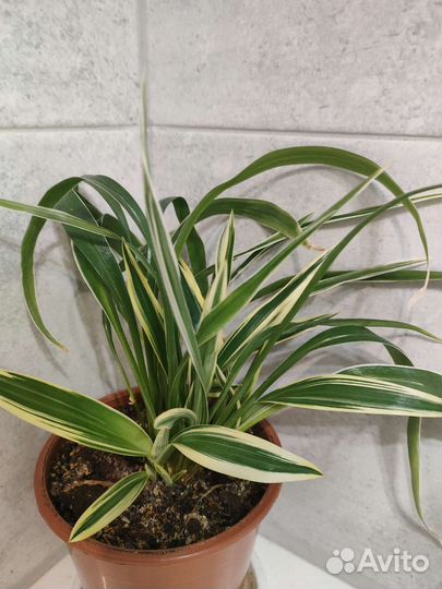 Хлорофитум Лаксум