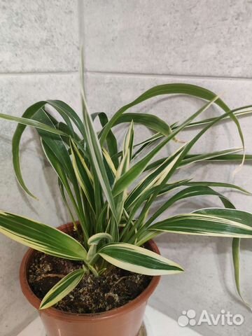 Хлорофитум Лаксум