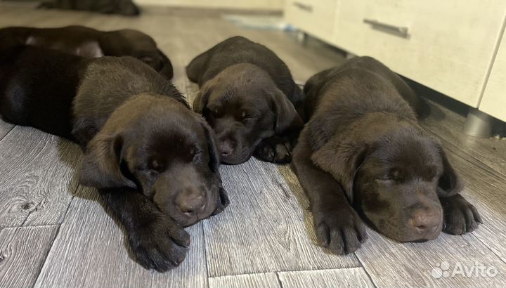 Щенки лабрадора шоколадного окраса. Документы РКФ