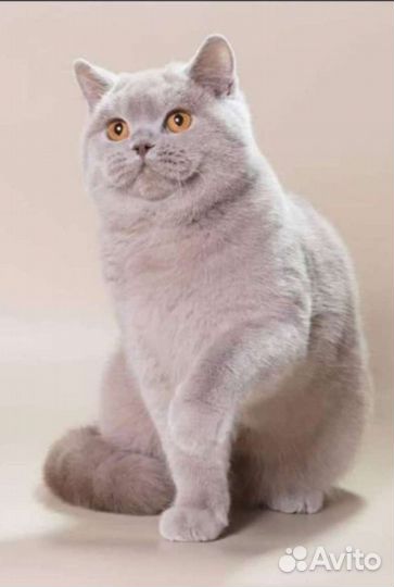 Шикарная британская девочка