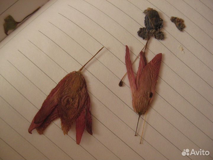 Засушенные цветы для творчества, эпоксидной смолы