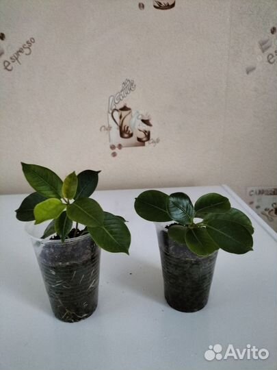 Дипладения / мандевилла