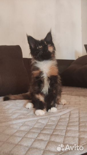 Котята мейн-кун