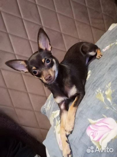 Случка собак