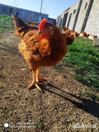 Домаший бройлер