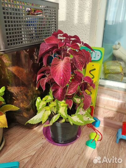 Колеусы черенки и в горшочках