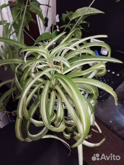 Комнатные цветы