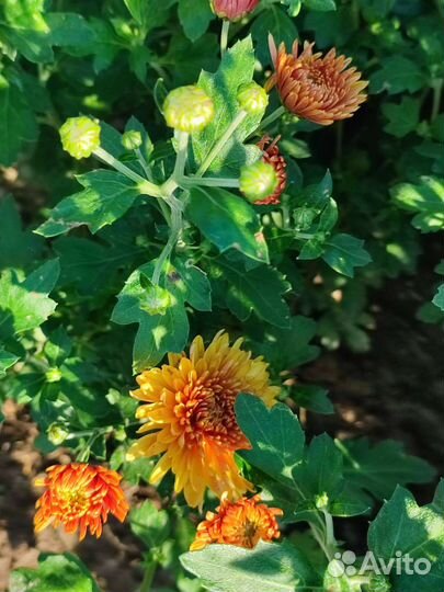 Хризантема кустовая