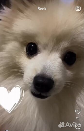 Вязка, кабель, шпиц