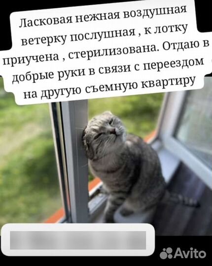 Отдам в очень добрые руки