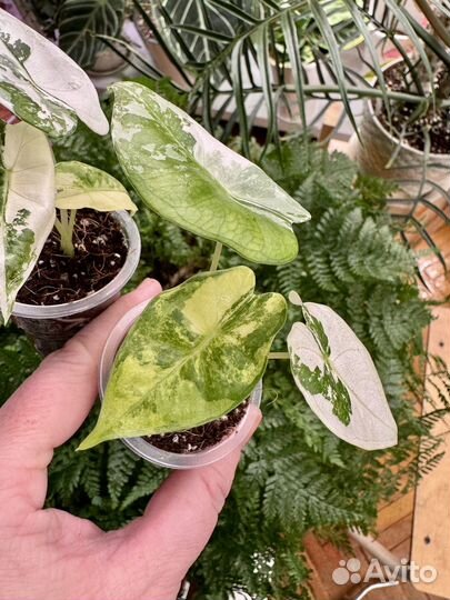 Алоказия фрайдек вариегатная