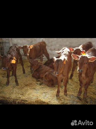 Телята бычки тёлочки