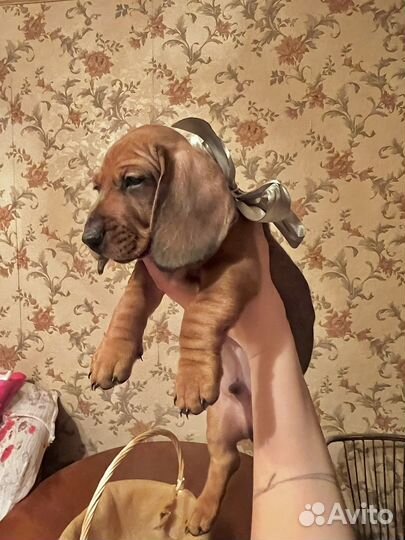 Щенки таксы