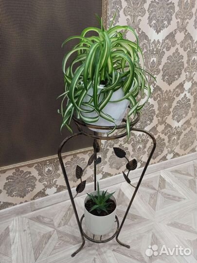 Комнатные цветы Хлорофитум