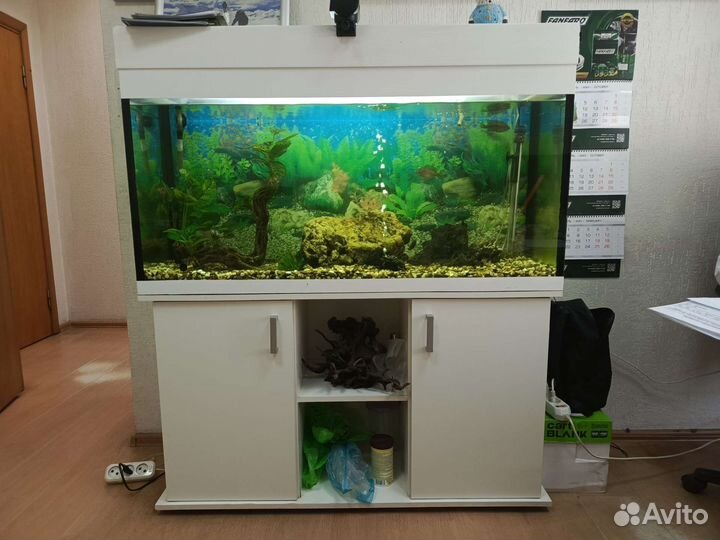 Аквариум с рыбками цихлидами на 250 литров