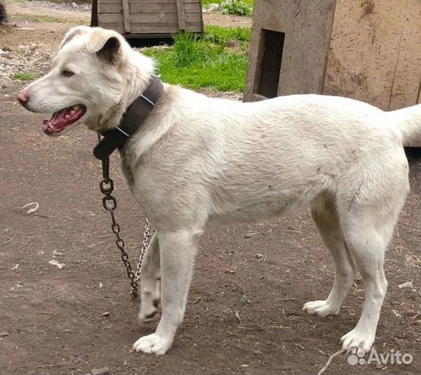 Собака (молодой кобель) в частный дом