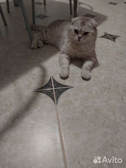 Шотландский кот