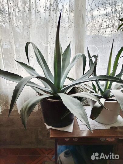 Агава голубая