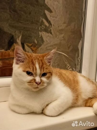 Домашний кот