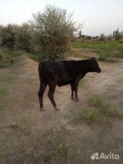 Тёлка 8 месяцев