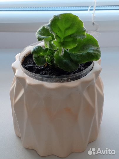 Фиалка сортовая вместе с горшком