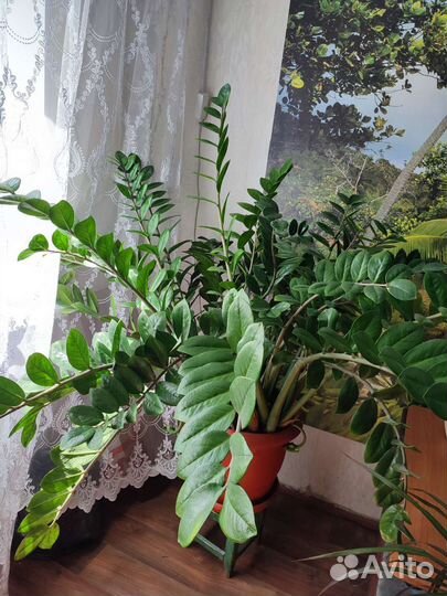 Комнатные растения цветы большие