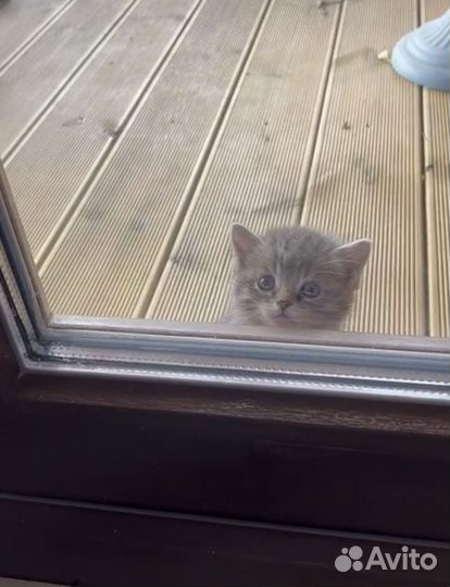 Котенок серая девочка в добрые руки