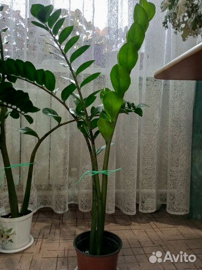 Замиокулькас