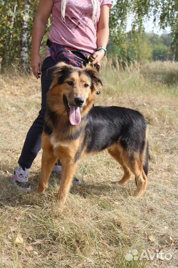 Золотой пес в добрые руки