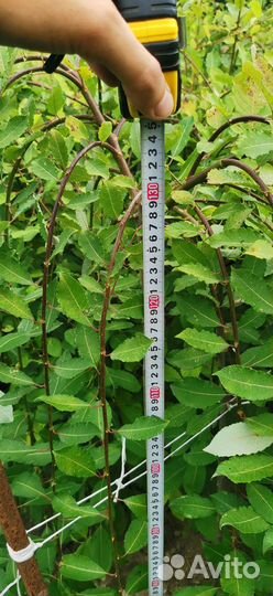 Верба плакучая на штамбе (ива)