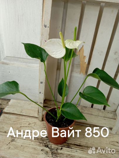 Комнатные цветы растение Антуриум Андре Вайт